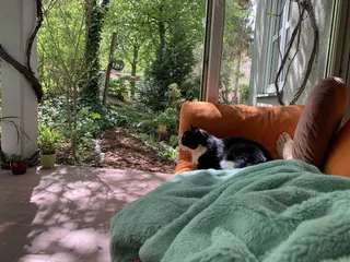 יש בגינה ספה וכשחם אפשר לעשות שנ״צ עם החתול. חלום