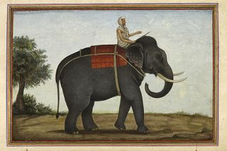 הפיל מסמל את הנטייה האינטואיטיבית